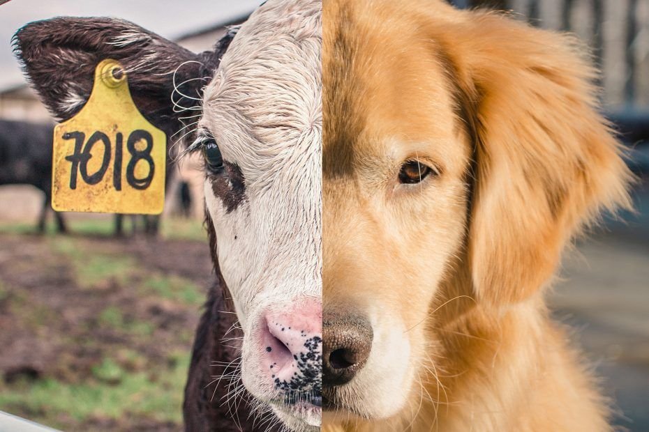 Imagen partida a la mitad. En una mitad, está la cara de una vaca con un número clavado en la oreja. En la otra mitad, está la cara de un perro.