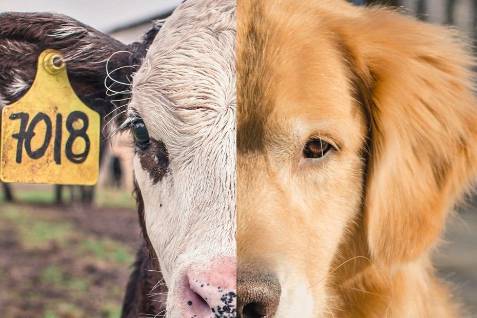 Fotografía que muestra la mitad de la cara de una vaca y la mitad de la cara de un perro.