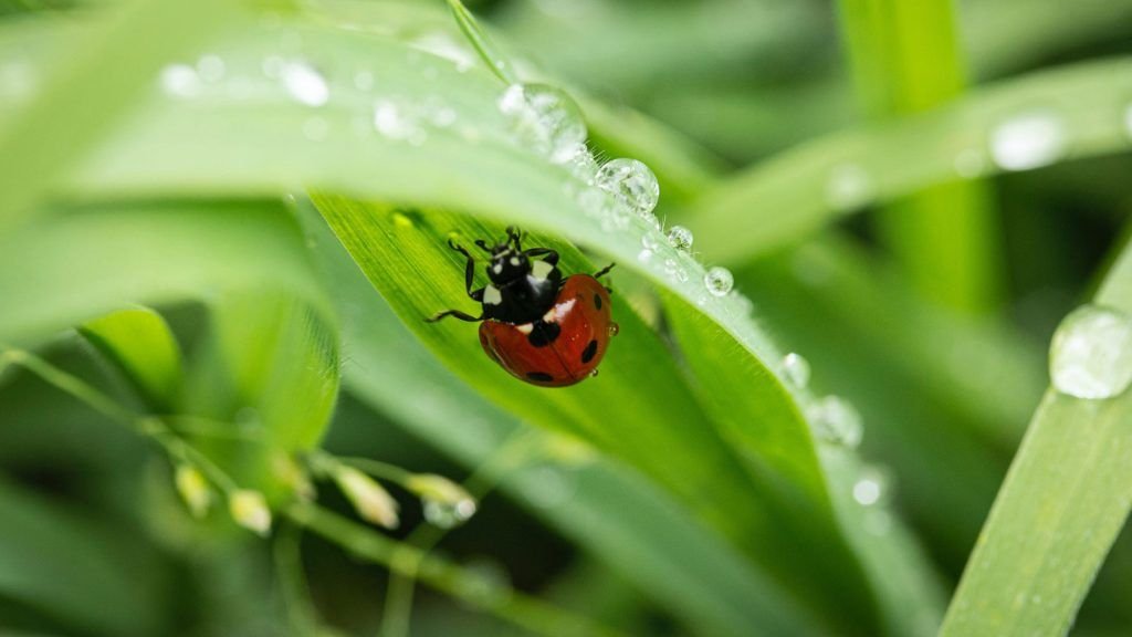 Primer plano de hojas largas y finas con algunas gotas de agua. Debajo de una de estas hojas, hay una mariquita.