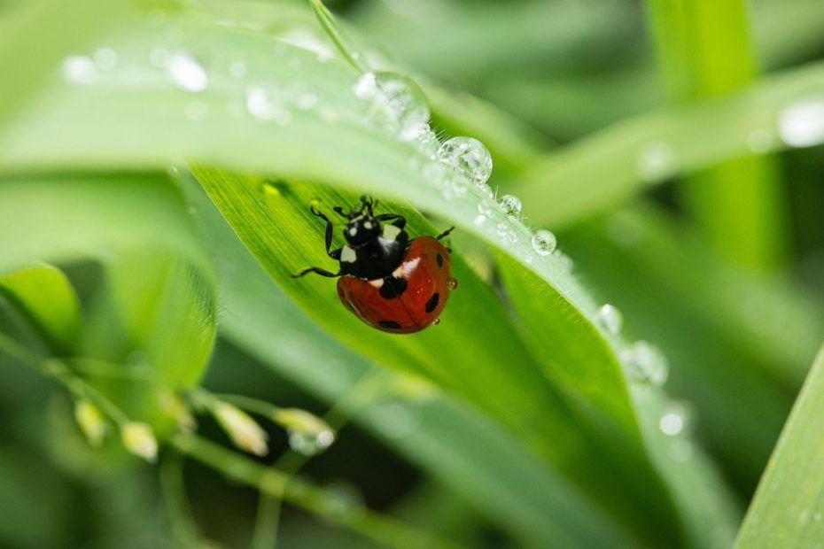 Primer plano de hojas largas y finas con algunas gotas de agua. Debajo de una de estas hojas, hay una mariquita.